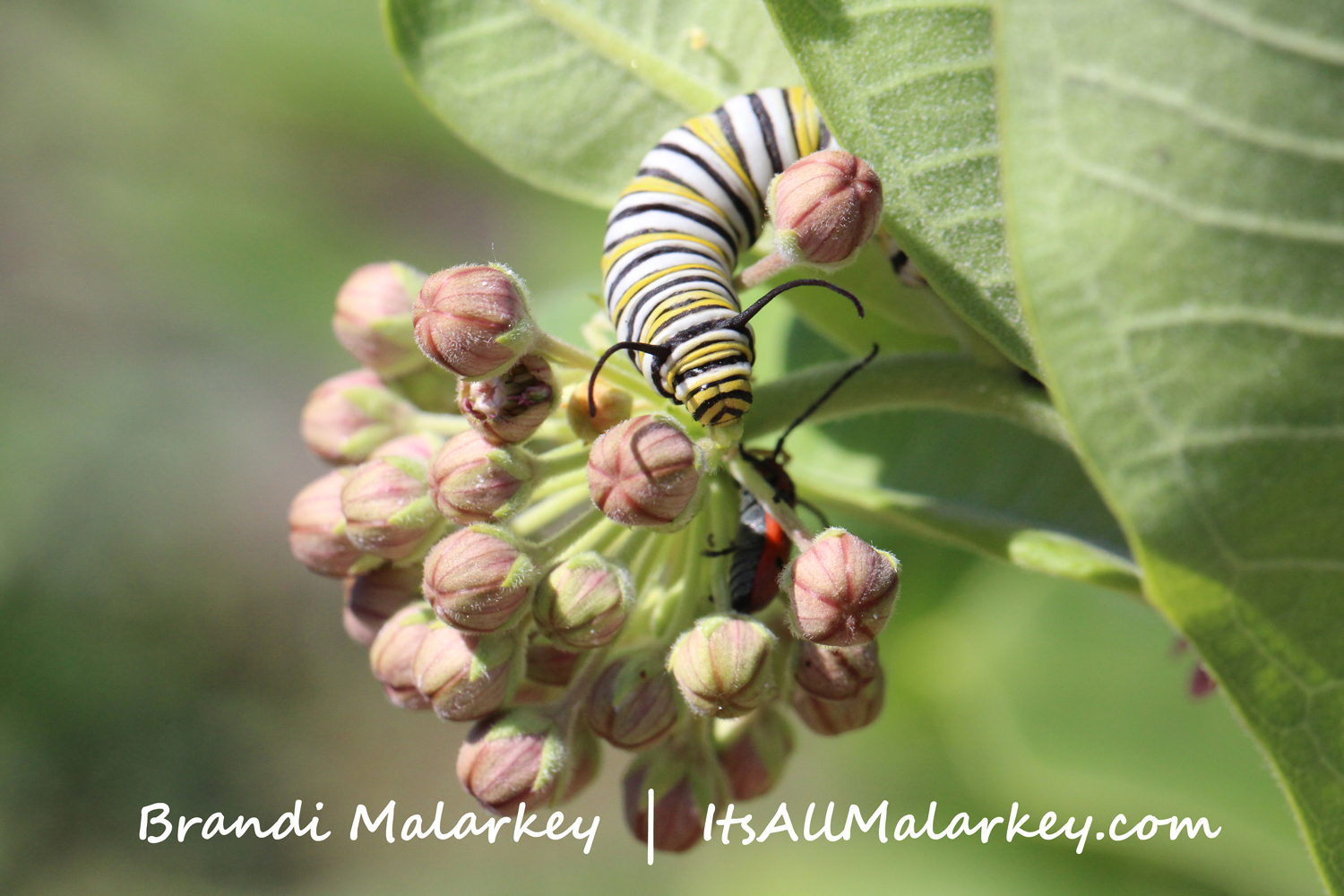 Brandi Malarkey, artist.