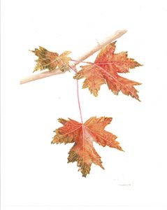 Acer rubrum, Maple leaves, Watercolor 11 x 14
