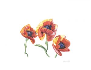 Papaver orientale, Asian Poppies, Watercolor 8 1/2 x 11