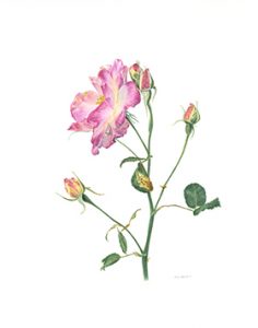 Rosa, Canadian Campfire Rose, Watercolor 11×14