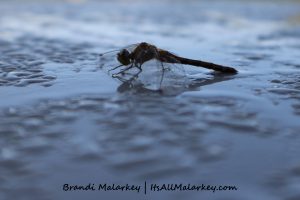 Gimli Dragonfly 2. Image taken at Gimli, Manitoba, near Lake Winnipeg, Canada. Brandi Malarkey, artist. ItsAllMalarkey.com