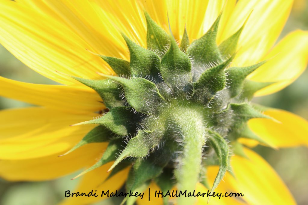 Underneath Sunflower. Image taken at the ABC Gardens at Yunker Farm in Fargo, North Dakota (Northern Plains Botanic Garden). Brandi Malarkey, artist. ItsAllMalarkey.com