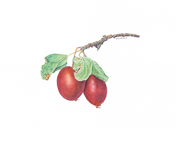 Crab apples (Malus sylvestris), watercolor, 4.5x4.5, Brandi Malarkey, artist. ItsAllMalarkey.com