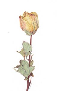 Dried Rose. Watercolor, 4x7. Brandi Malarkey, artist. ItsAllMalarkey.com