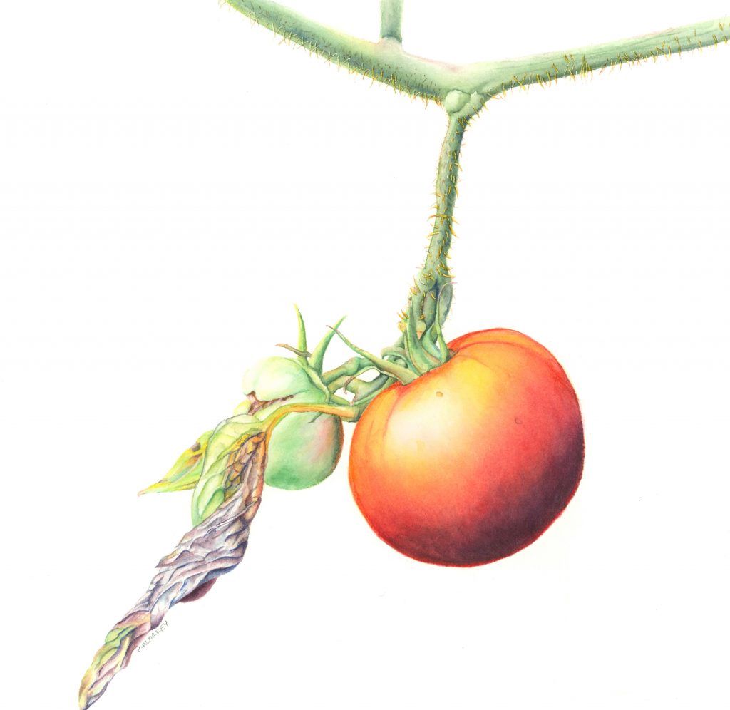 Brandi Malarkey, artist. ItsAllMalarkey.com Solanum lycopersicum Tomato Watercolor 10x10.75