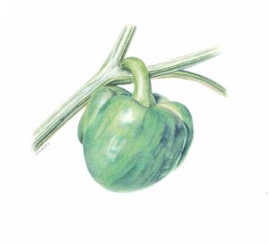 Capsicum annuum/Green bell pepper. Watercolor. 5x5 Brandi Malarkey, artist. ItsAllMalarkey.com