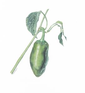 Capsicum annuum/Jalapeno pepper. Watercolor. 5x5 Brandi Malarkey, artist. ItsAllMalarkey.com