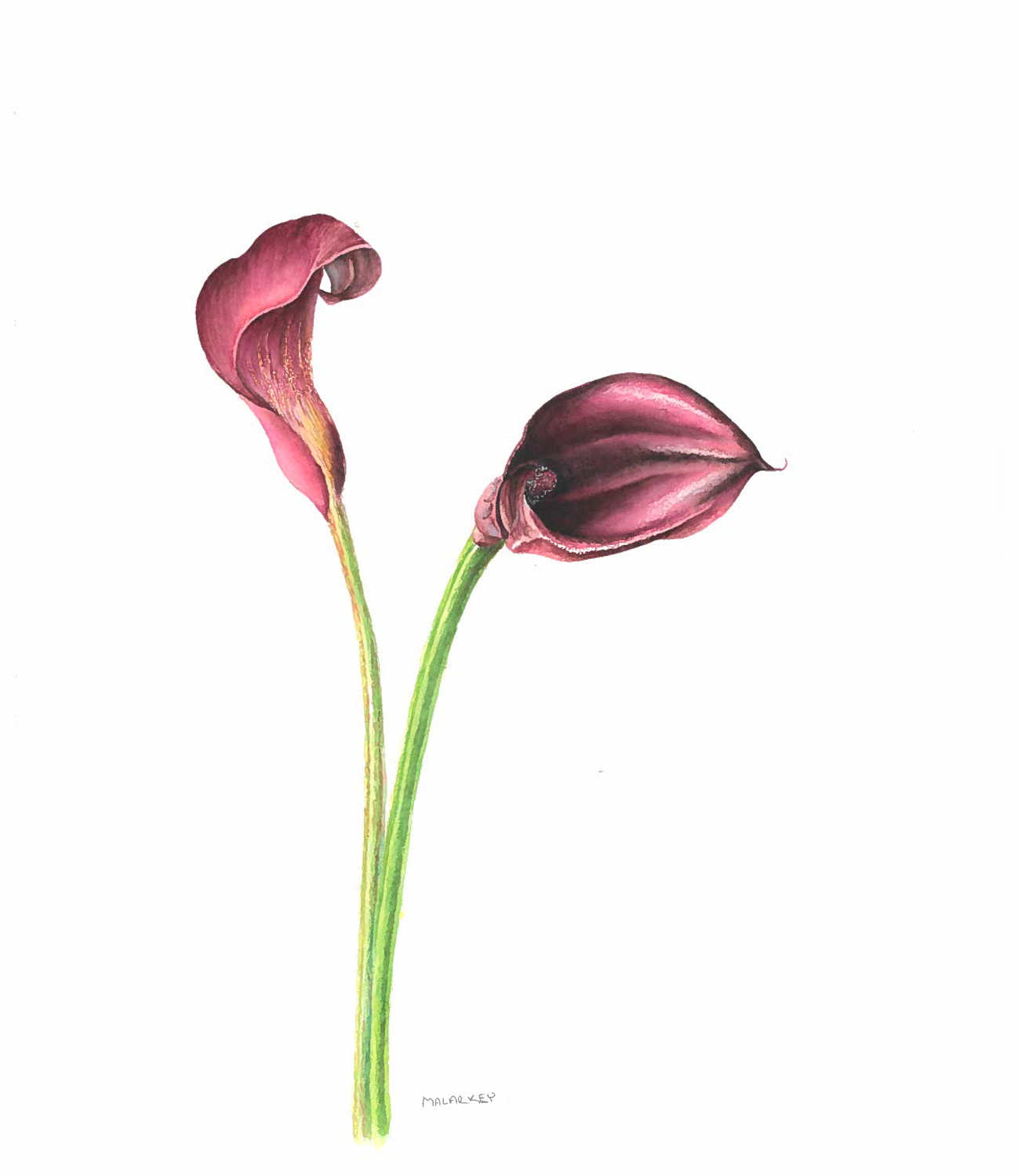 Zantedeschia aethiopica Calla lily Watercolor 11 x 11.5. Brandi Malarkey, Artist. ItsAllMalarkey.com